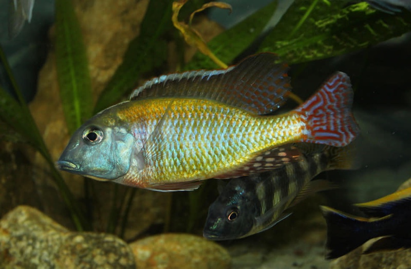 Lethrinops albus 'Kande Island'